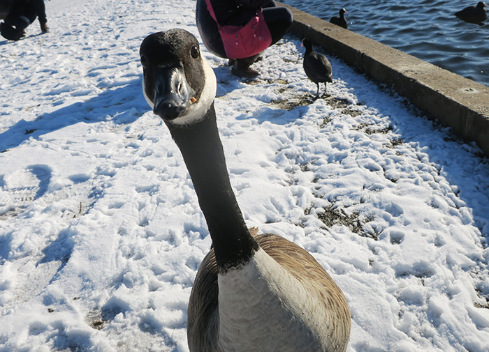 07_kanadagans_canada-goose_nymphenburger_2017-12-29_3415