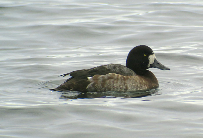 08_bergente_greater-scaup_seeshaupt_sta-see_2017-12-10_3071