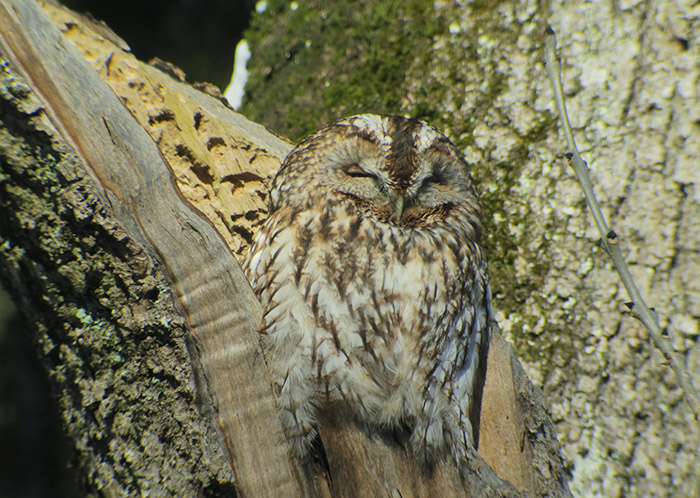 12_waldkauz_tawny-owl_nymphenburger_2017-12-29_3478