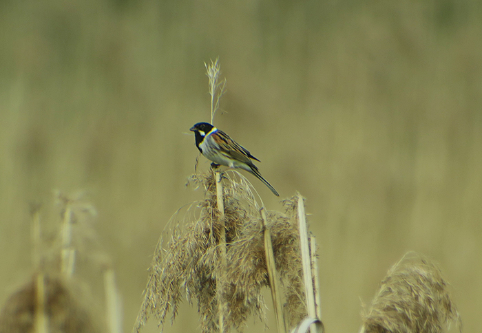 02_rohrammer_common-reed-bunting_isarmuendung_2018-05-05_hofbauer_3645
