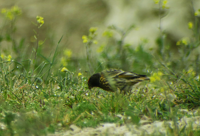 08_rotstirngirlitz_red-fronted-serin_shahdagh_aserbaidschan_2018-05-30_6020