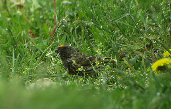 09_rotstirngirlitz_red-fronted-serin_shahdagh_aserbaidschan_2018-05-30_6070