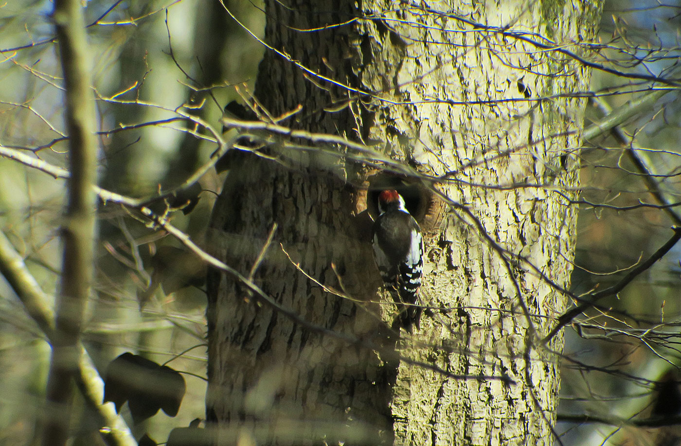 02_mittelspecht_middle-spotted-woodpecker_seeholz_ammersee_2019-02-23_7095