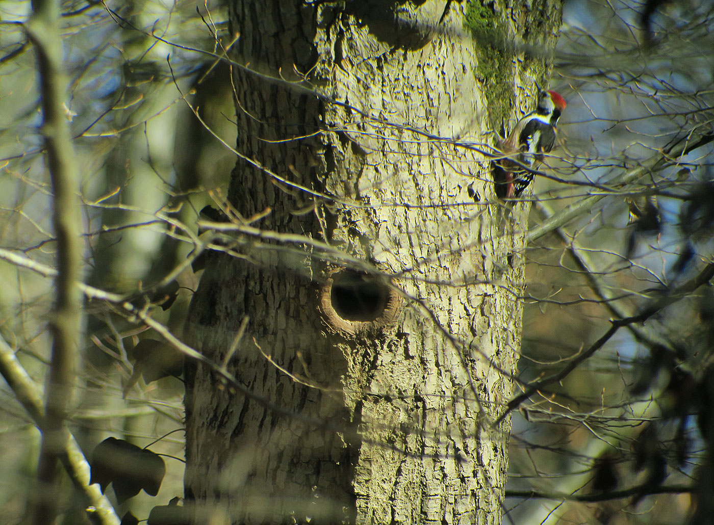 03_mittelspecht_middle-spotted-woodpecker_ammersee_2019-02-23_7097