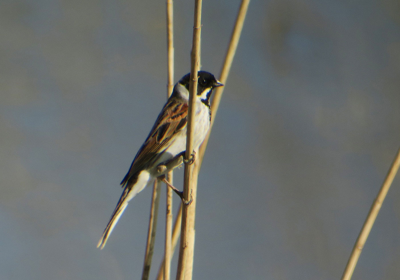14_rohrammer_common-reed-bunting_echinger_stausee_2019-03-31_8417
