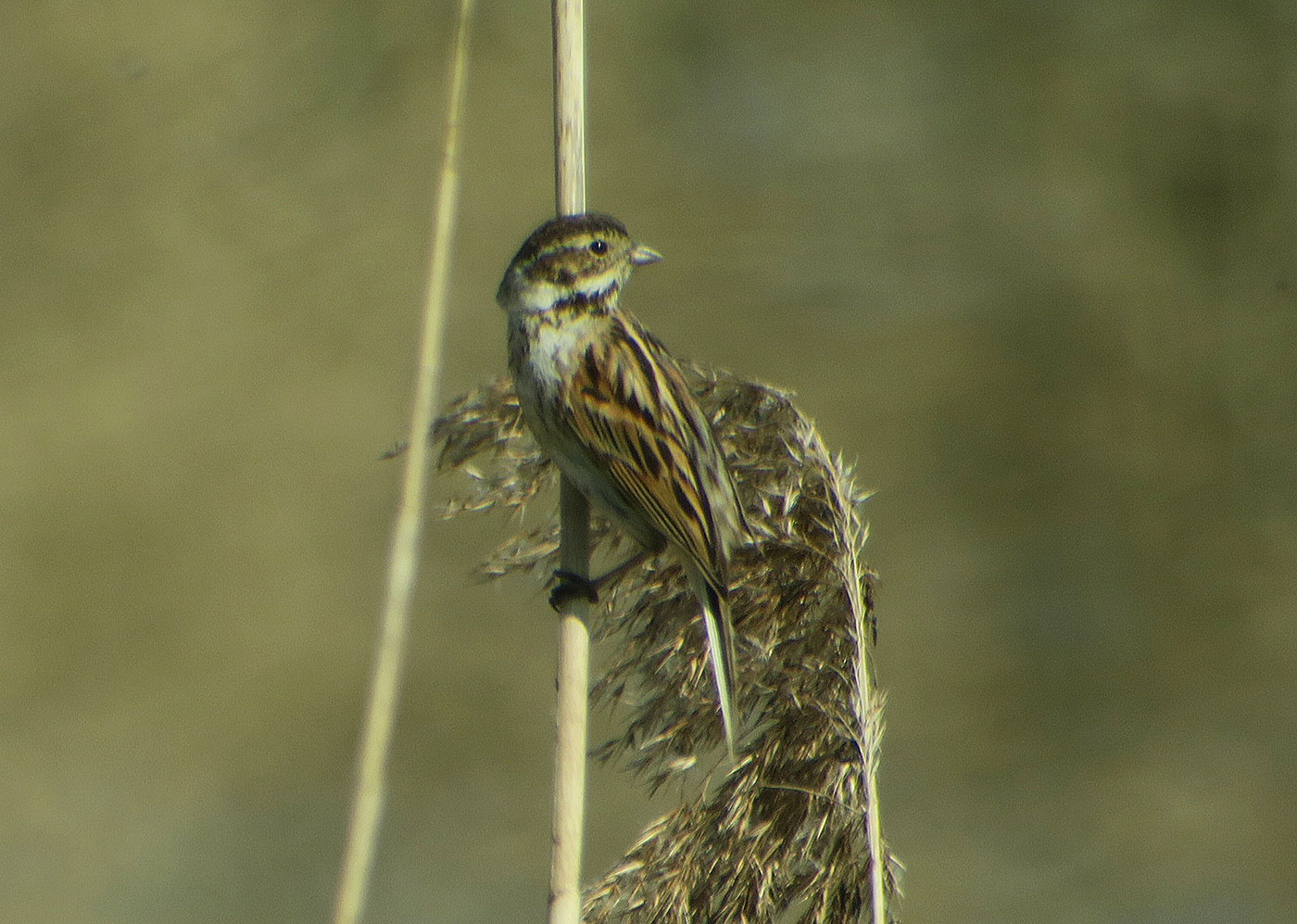 15_rohrammer_common-reed-bunting_echinger_stausee_2019-03-31_8443