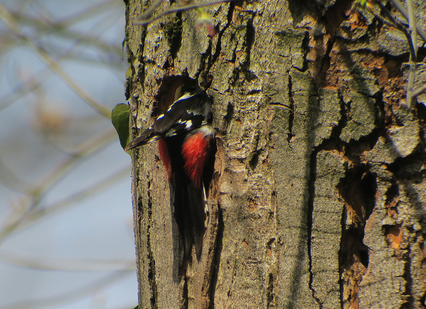 05_buntspecht_great-spotted-woodpecker_ostfriedhof_2019-04-06_8584