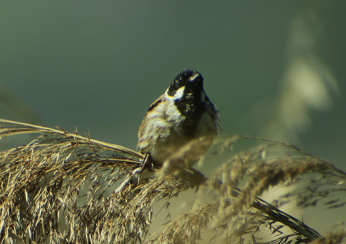 12_rohrammer_common-reed-bunting_ammersee_2019-05-01_9634