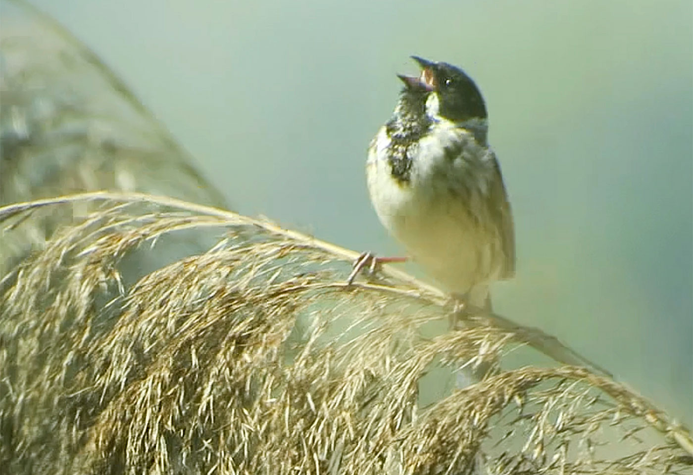 12b_rohrammer_common-reed-bunting_ammersee_2019-05-01_shot