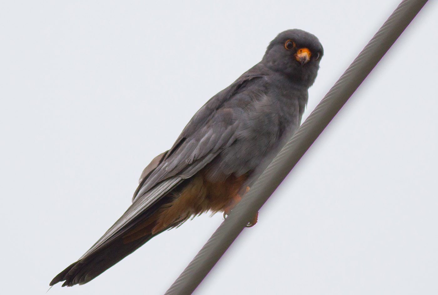 17a_rotfussfalke_red-footed-falcon_markus-daehne