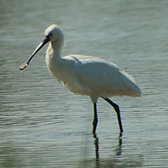 Löffler, Schilfrohrsänger und Temminckstrandläufer am Ammersee