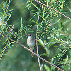 Nachtigall und Purpurreiher an der Donau