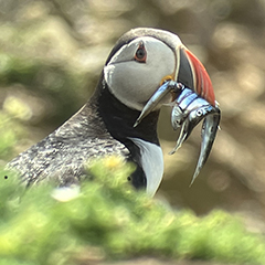 Wales – Tag 4: Impressionen von Skomer Island