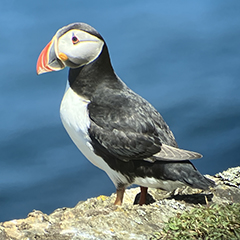 Wales – Tag 1: Papageitaucher und viele Seevögel auf Skomer Island